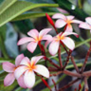 Meet your Posher, Char